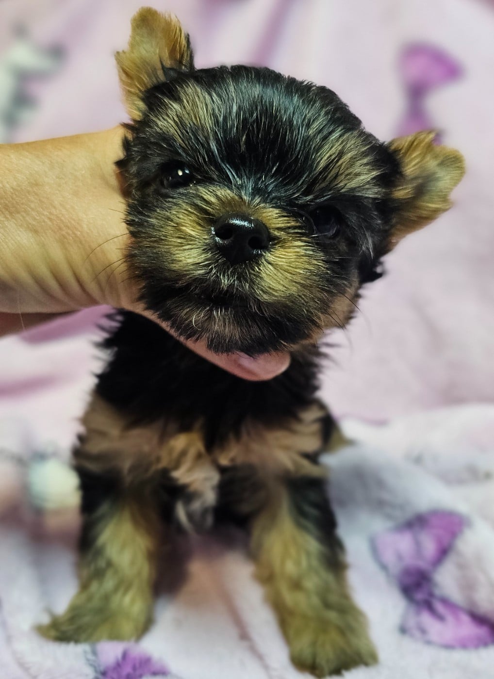 Chiot N°4