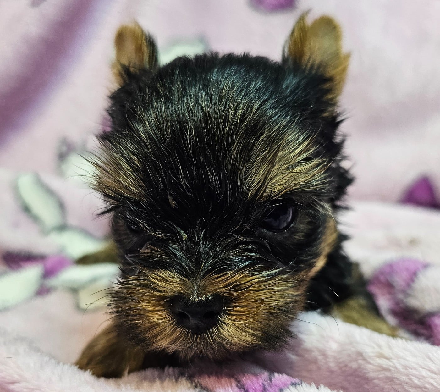 Chiot N°4