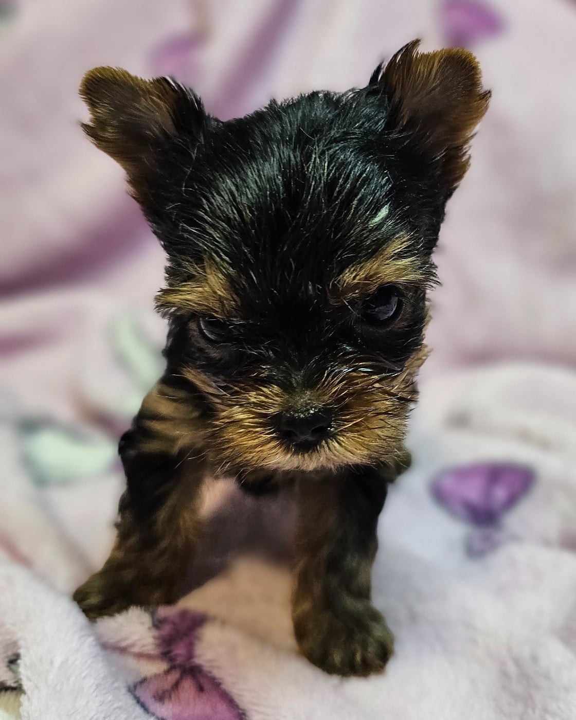 Chiot N°5