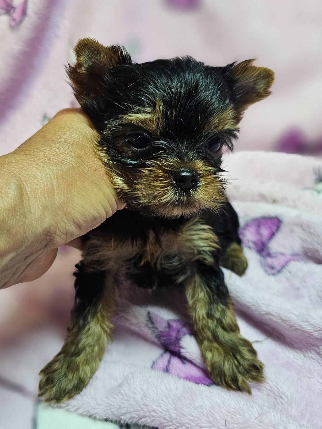 Chiot N°5
