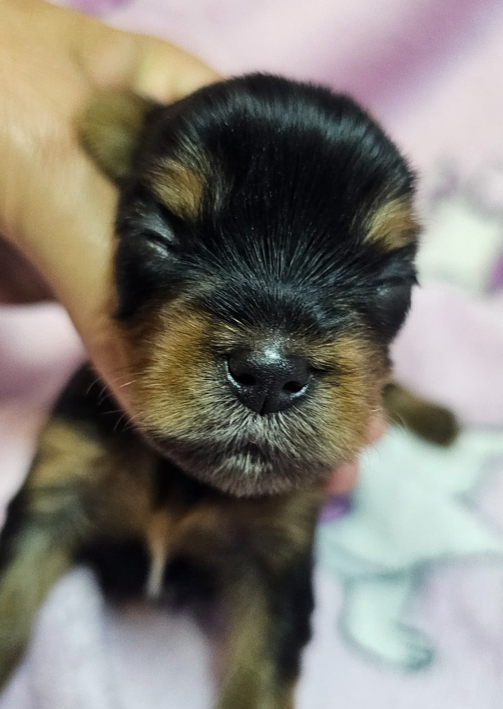 Chiot N°1 - Yorkshire Terrier