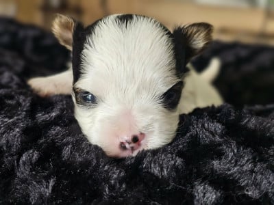 Les chiots de Biewer Terrier