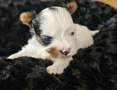 Les chiots de Biewer Terrier