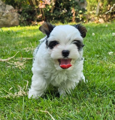 Les chiots de Biewer Terrier