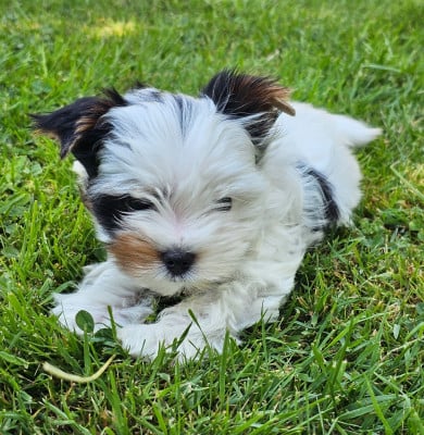 Les chiots de Biewer Terrier