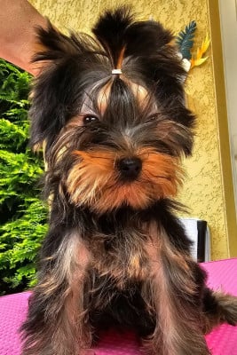 Les chiots de Yorkshire Terrier