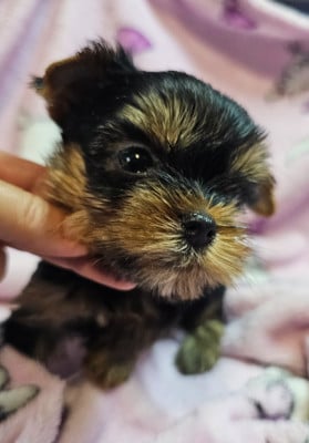 Les chiots de Yorkshire Terrier