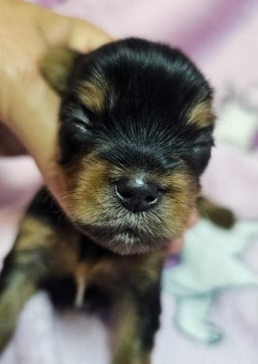 Les chiots de Yorkshire Terrier