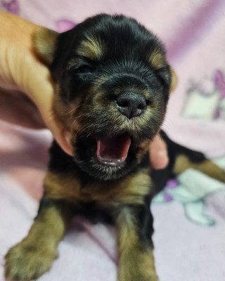 Les chiots de Yorkshire Terrier