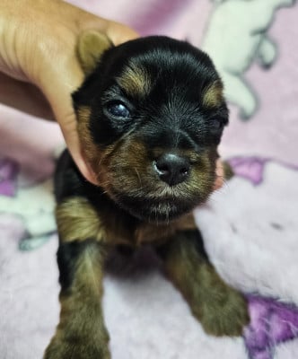Les chiots de Yorkshire Terrier