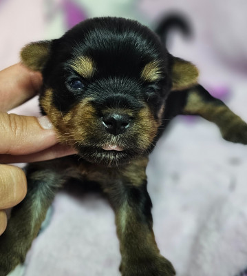Les chiots de Yorkshire Terrier