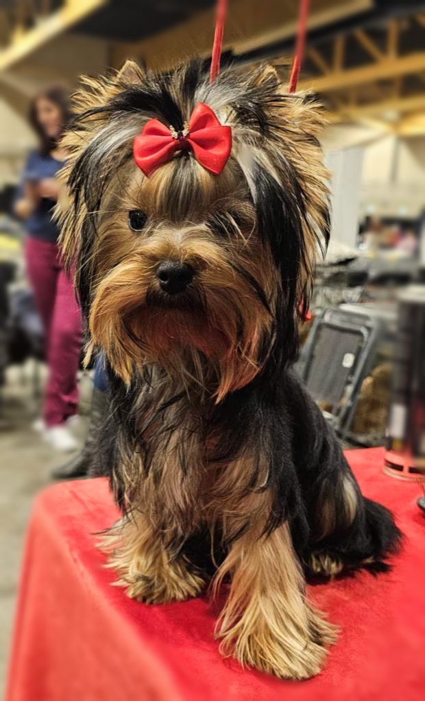 CH. Ultra sexy du Mas des Anges - 1er Très Prometteur , MEILLEUR PUPPY