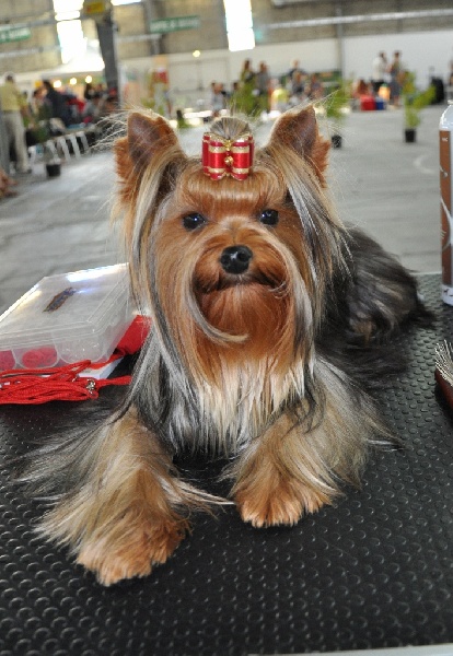 Ginkgo du Mas des Anges - 1er exc,meilleur jeune,2ème meilleur du groupe