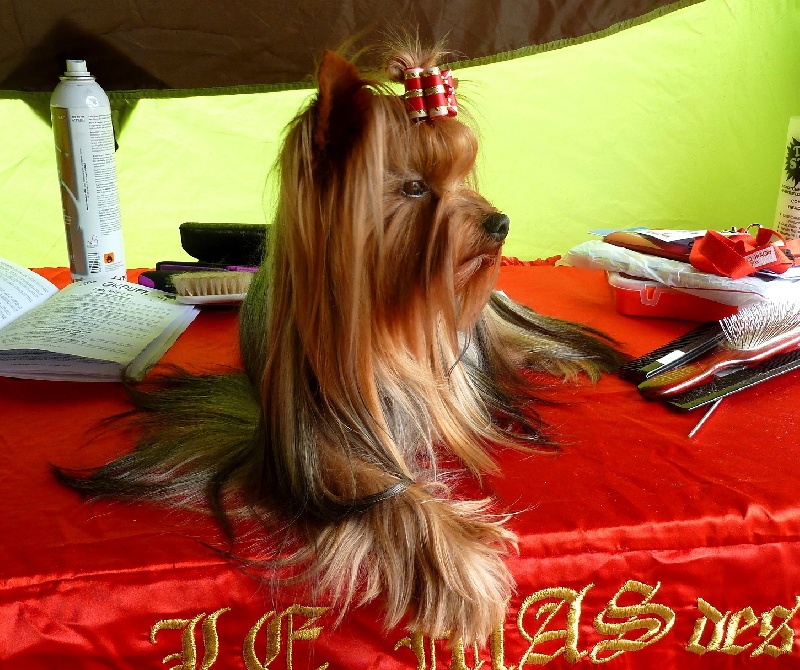 Ginkgo du Mas des Anges - Classe Intermediaire : 1er Exc RCAC