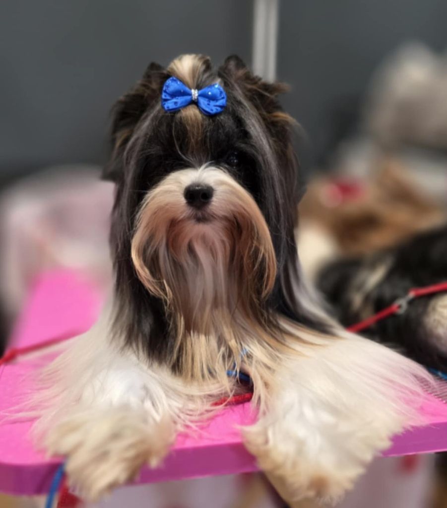 CH. bella helvetica Diamante danzante - 1er Excellent CACS Meilleur De Race