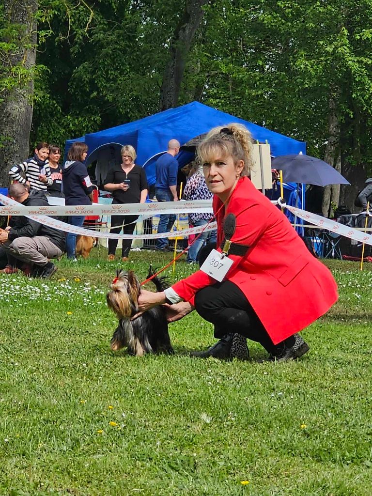 CH. Ultra sexy du Mas des Anges - 1er Très Prometteur , MEILLEUR PUPPY dans les 6 Ring d Honneur
