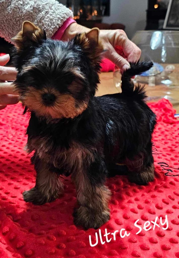 CH. Ultra sexy du Mas des Anges - 1er Très Prometteur , MEILLEUR BABY