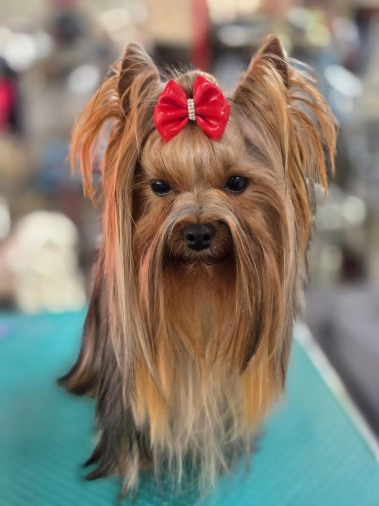 CH. Ultra sexy du Mas des Anges - 1er Excellent Classe Intermédiaire