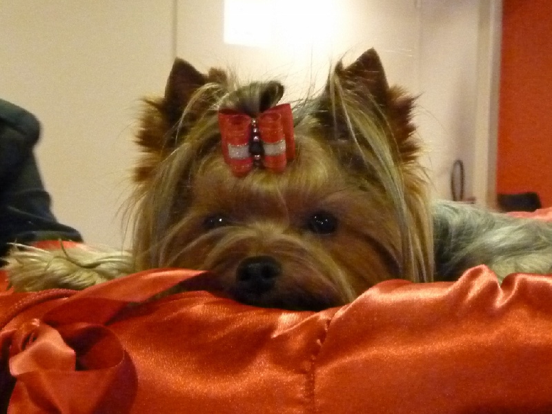 Ginkgo du Mas des Anges - très bon classe jeune