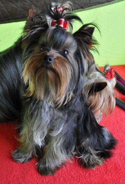 Isis du Mas des Anges - Prometteur