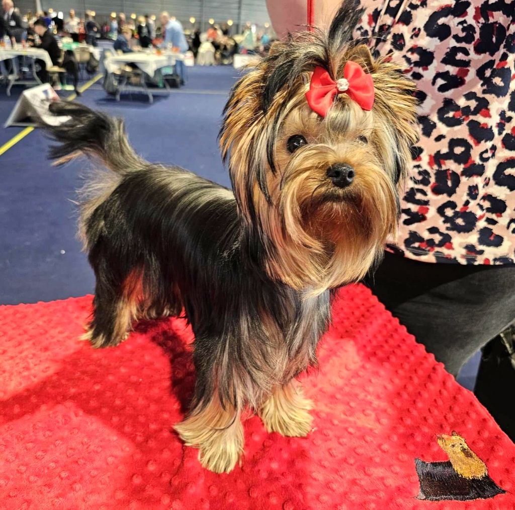 CH. Ultra sexy du Mas des Anges - 1er Très Prometteur , MEILLEUR PUPPY