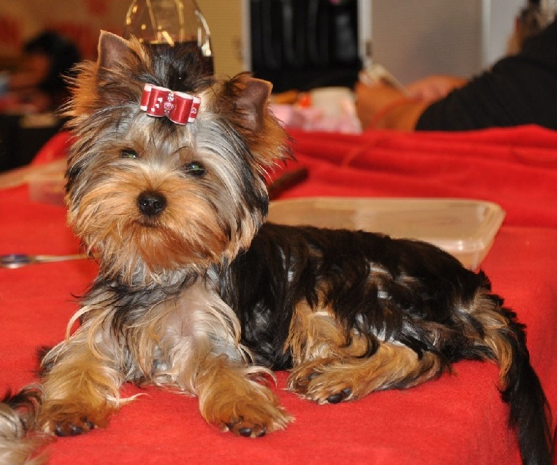 Indochine du Mas des Anges - 1er exc en classe jeune