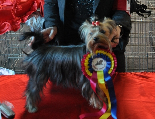 Ginkgo du Mas des Anges - Très Prometteur