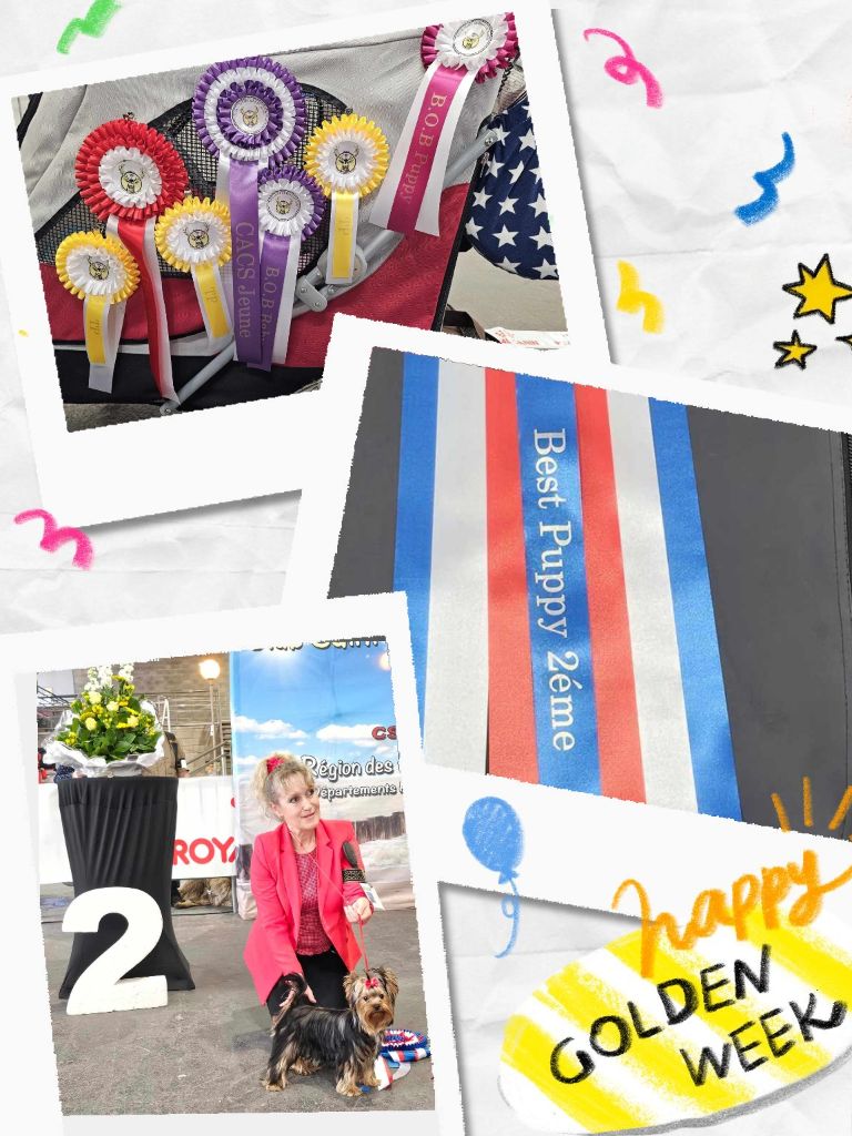 CH. Ultra sexy du Mas des Anges - 1er Très Prometteur , MEILLEUR PUPPY , BIS 2 Puppy