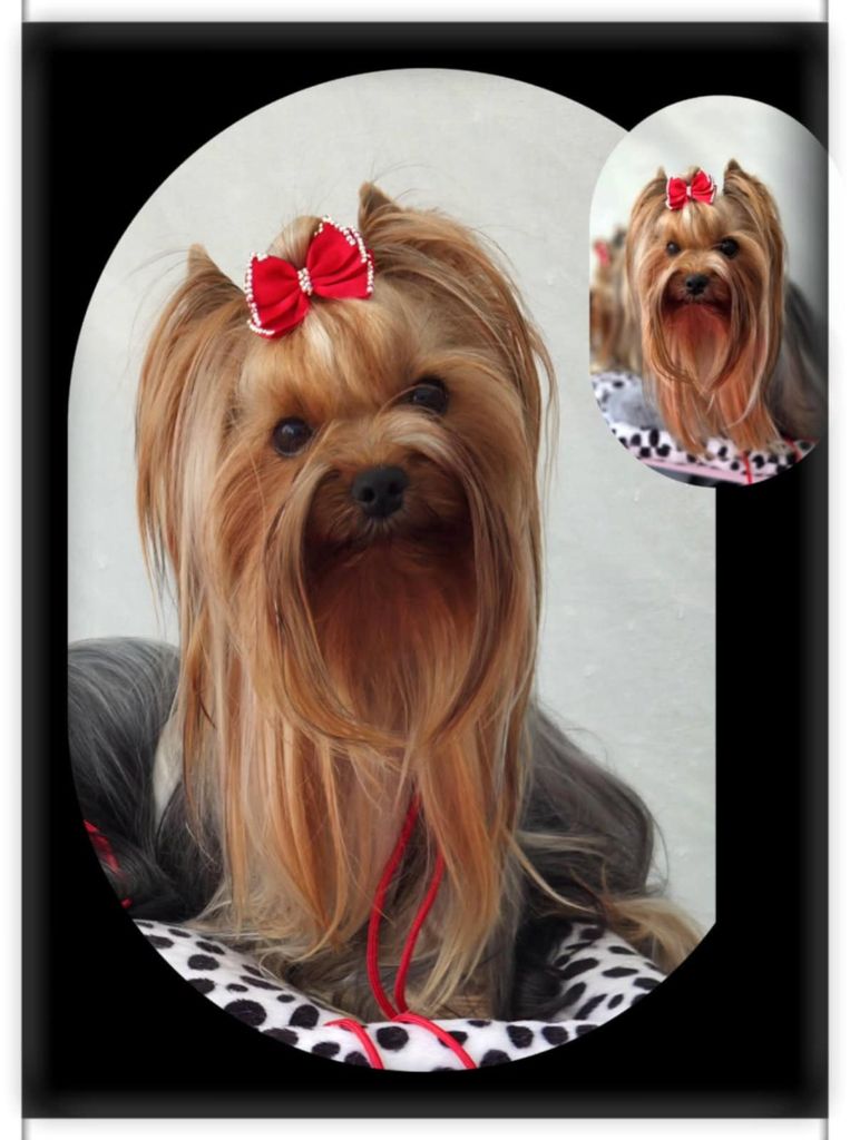 CH. Ultra sexy du Mas des Anges - 2eme Excellent Classe intermédiaire