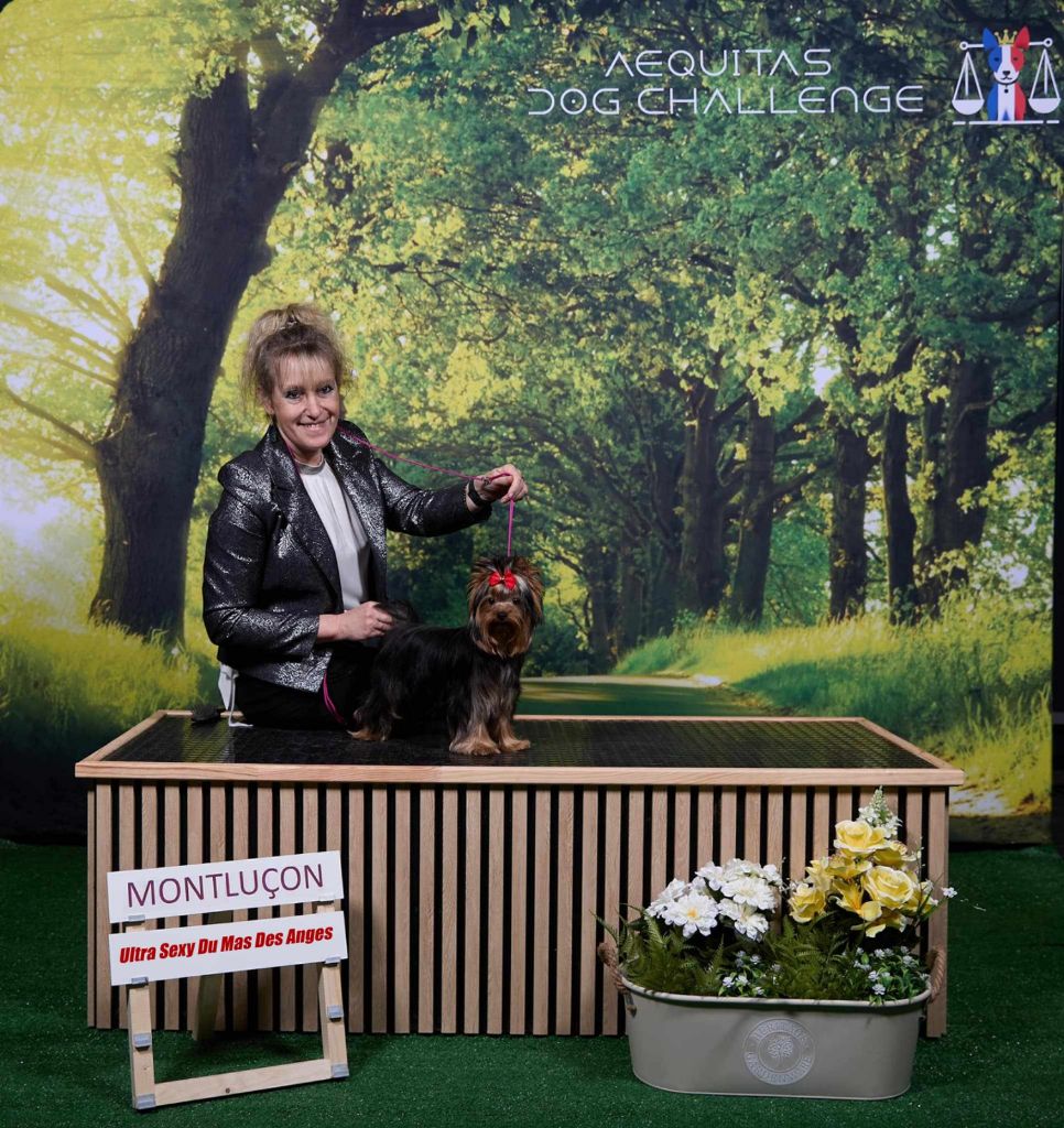 CH. Ultra sexy du Mas des Anges - 1er Très Prometteur , Classe Puppy