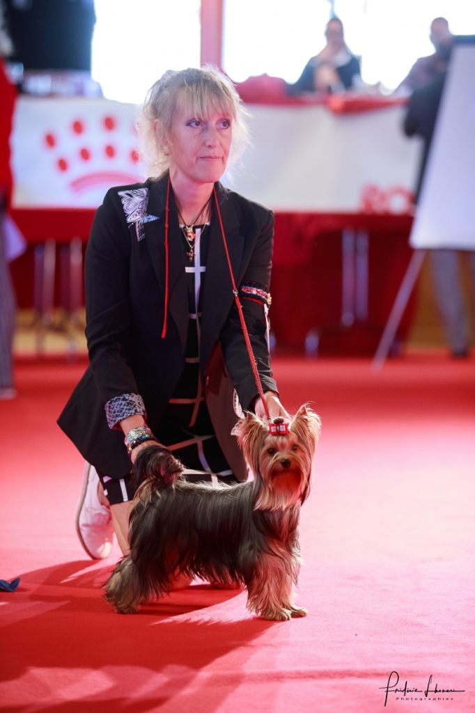 Nana pepite du Mas des Anges - Excellent, classe jeune femelle