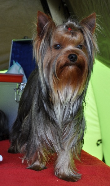 Ginkgo du Mas des Anges - 1er excellent,Meilleur jeune