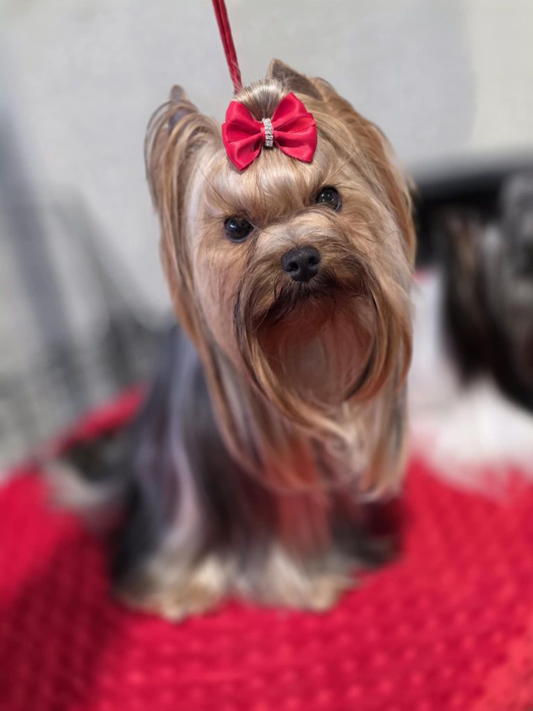 CH. Ultra sexy du Mas des Anges - 1er Excellent, CACS Classe Intermédiaire