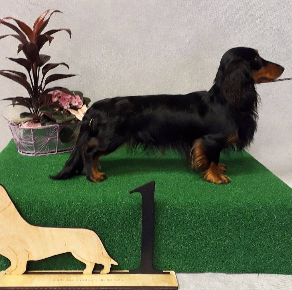 Chien Teckel Poil Long Nuss Du Grand Baronnet