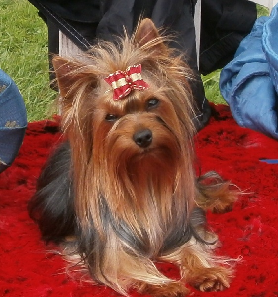 F'roméo de p'tit coeur d'amour de p'tit coeur d amour - 1er EXC classe intermédiaire - RCACS