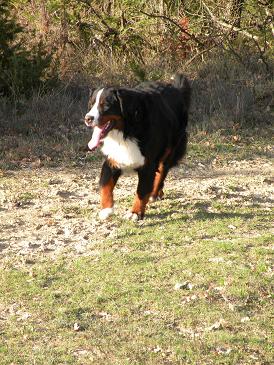 Publication : du Haras des Cybèles du Luberon Auteur : Dhénain Laurence