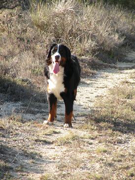 Publication : du Haras des Cybèles du Luberon Auteur : Dhénain Laurence