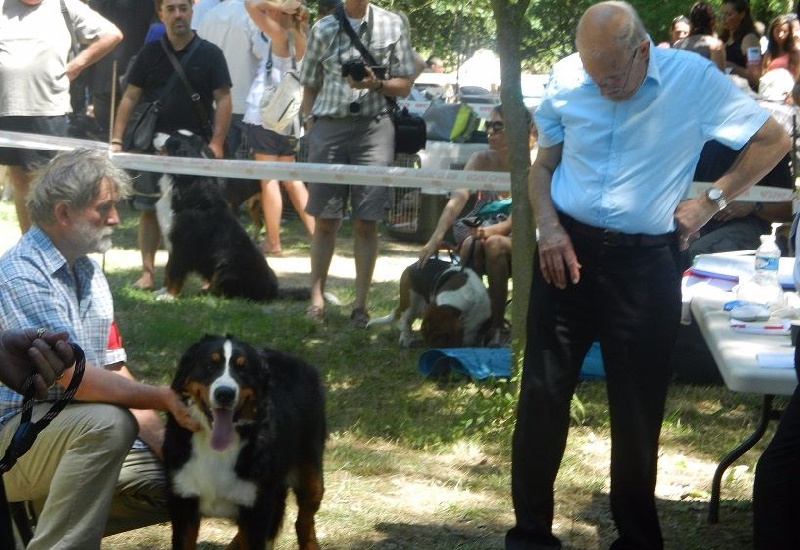 Jibeline du Haras des Cybèles du Luberon - 3 ème Excellent