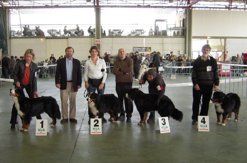 Galactee du Haras des Cybèles du Luberon - 2ème classé Excellent