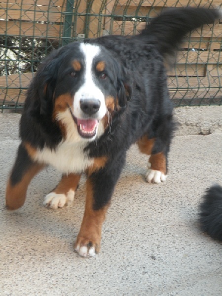 Galactee du Haras des Cybèles du Luberon - Classée 4 ème Excellent