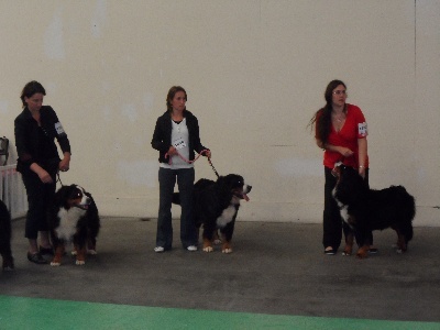 Galactee du Haras des Cybèles du Luberon - 4 ème Excellent