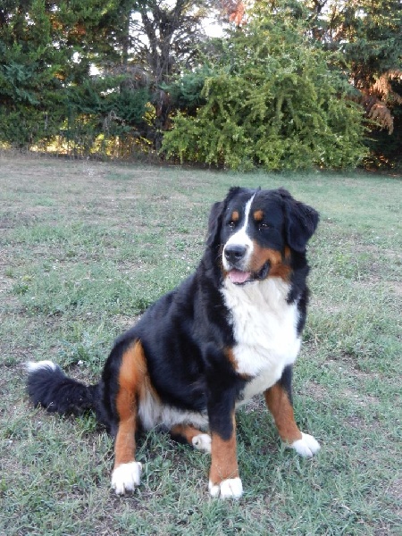 Jibeline du Haras des Cybèles du Luberon - 1 er Excellent CAC CACIB et meilleur du sexe opposé