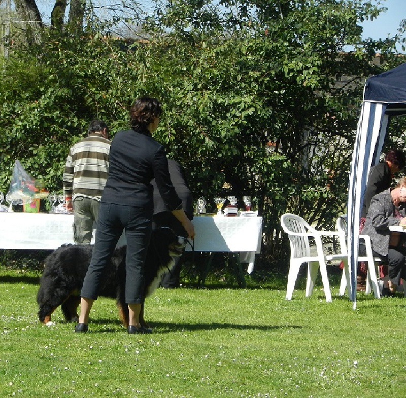 Galactee du Haras des Cybèles du Luberon - Excellent