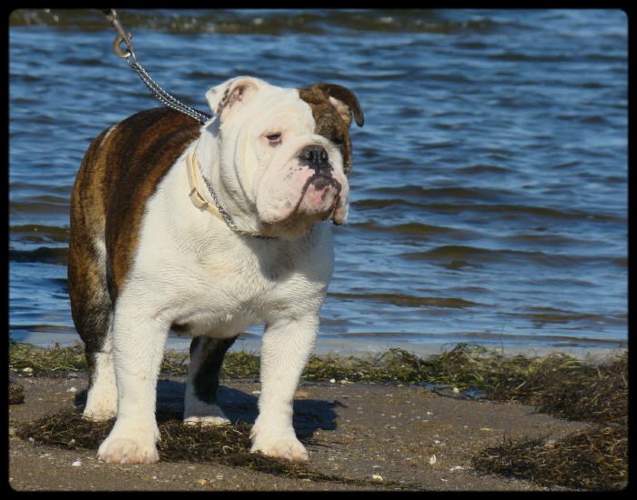 Dam' bertie du Menhir de Roqueblanque