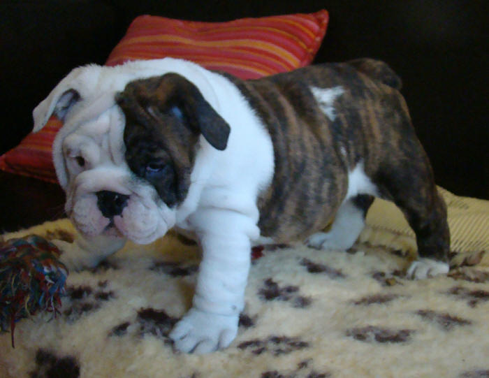 Dam' bertie du Menhir de Roqueblanque