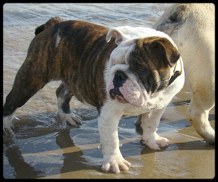Dam' bertie du Menhir de Roqueblanque