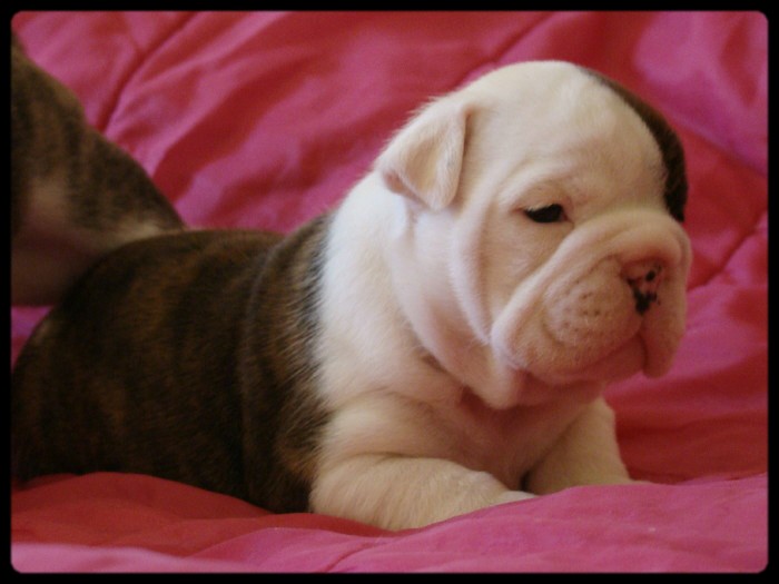 Dam' bertie du Menhir de Roqueblanque