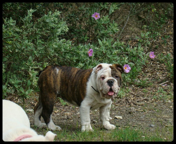 Dam' bertie du Menhir de Roqueblanque