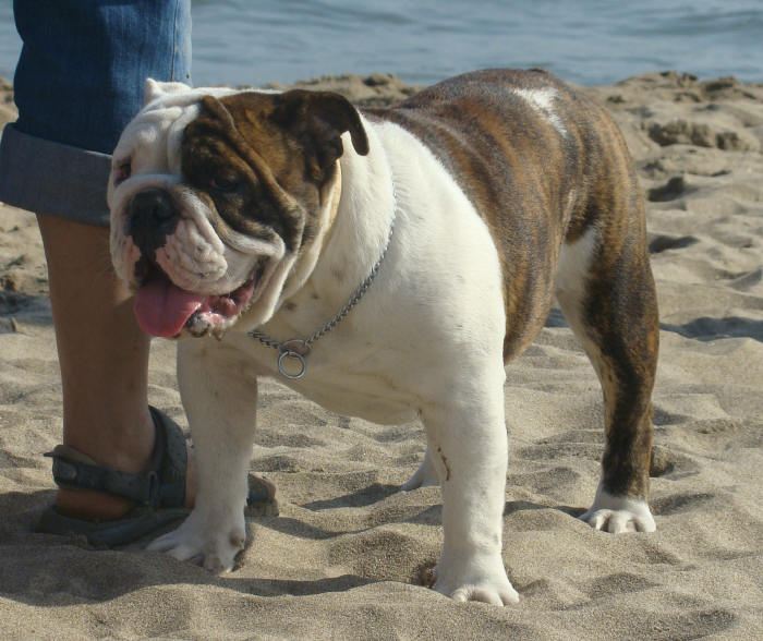 Dam' bertie du Menhir de Roqueblanque