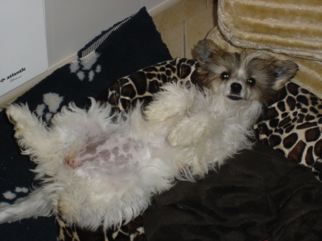 Publication : Taï Mandchou Auteur : V. Deuchst